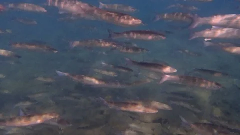 Flathead grey mullet (Mugil cephalus) Stock Footage 100177575
