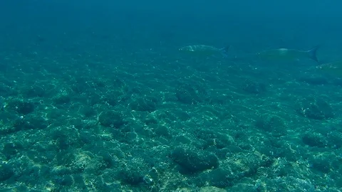 Flathead grey mullet (Mugil cephalus) Stock Footage 115364989
