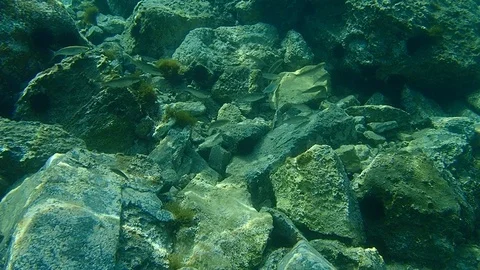 Flathead grey mullet (Mugil cephalus) Stock Footage 115365042
