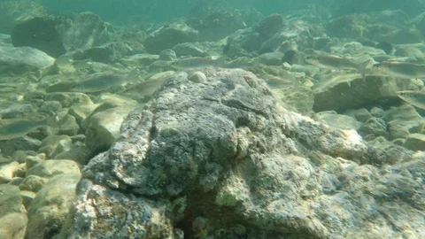 Flathead grey mullet (Mugil cephalus) Stock Footage 116442917