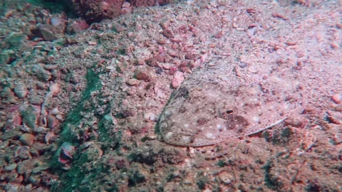 Flathead Lizard Fish Camouflaged fish Pan head to Tail Stock Footage 158985383