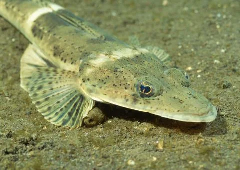 Flathead Stock Photos