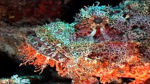 Flathead Scorpionfish, Head Close Up Stock Footage 292460109