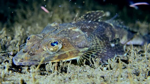 Flathead scorpionfish laying on bottom Video stock 112453714