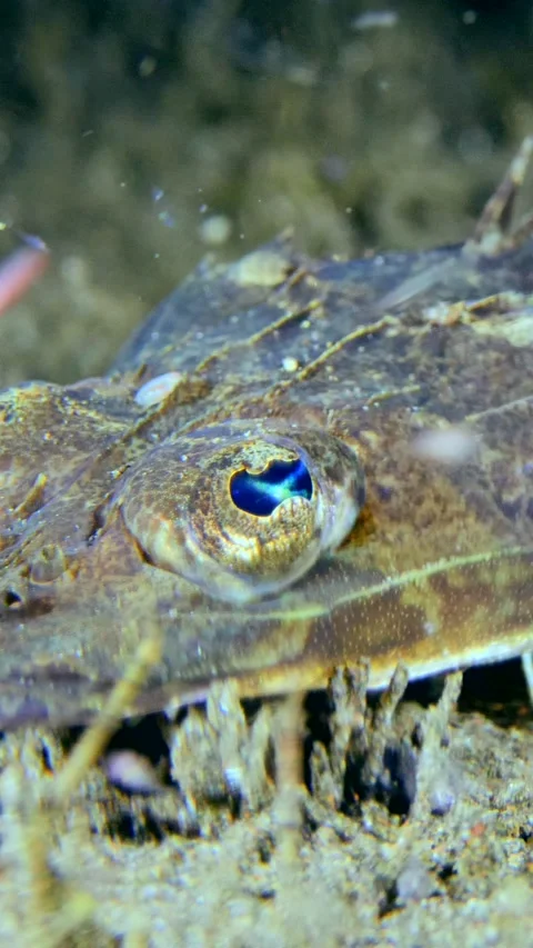 Flathead scorpionfish laying on bottom Stock Footage 228829551