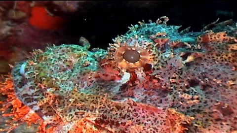Flathead Scorpionfish, Zoom Out Stock Footage 292460388