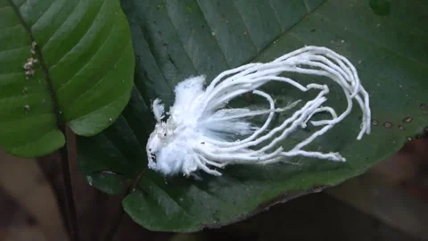 Flatid bug, Malaysia Stock-Footage 133676860