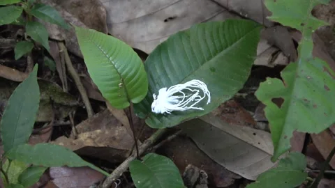 Flatid bug, Malaysia Stock Footage 133676873