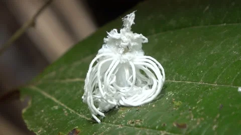 Flatid bug nymph, Malaysia Stock Footage 159635994