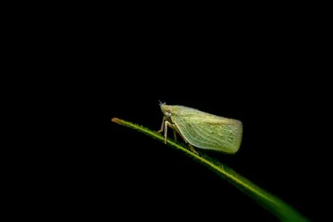 Flatid plant Hopper on the edge of the leaf. Black background. Stock Photos