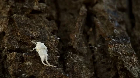 Flatid planthopper on bark Stock Footage 48360910