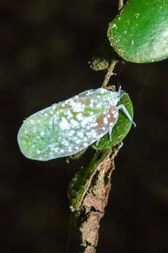Flatid planthopper, or Moth bugs, wedge-shaped cicadas are small insects on.. Stock Photos