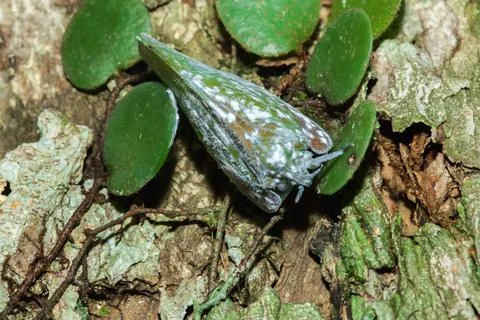 Flatid planthopper, or Moth bugs, wedge-shaped cicadas are small insects on.. Stock Photos