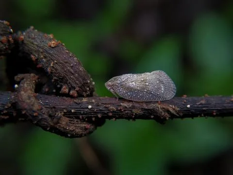 Flatid planthopper⁣ on a small branch Stock Photos