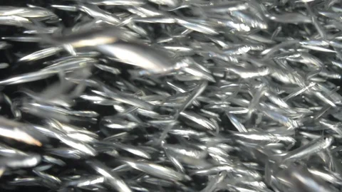 Flatiron Herring baitball. Stock Footage 101417757