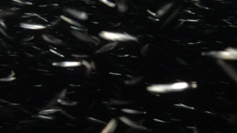 Flatiron Herring baitball. Stock Footage 101417777