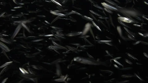Flatiron Herring baitball. Stock Footage 101417786