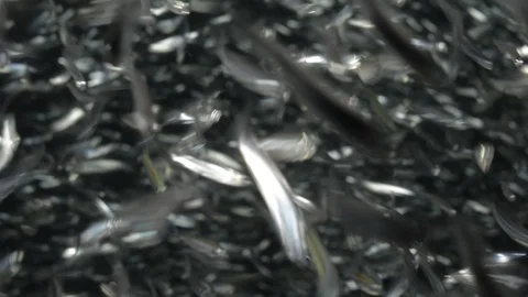 Flatiron Herring baitball. Stock Footage 101417789