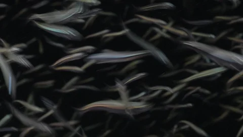 Flatiron Herring baitball. Stock Footage 101417805