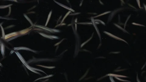 Flatiron Herring baitball. Stock Footage 101417828