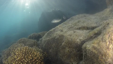 Flatiron Herring baitball. Stock Footage 101417838