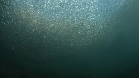 Flatiron Herring baitball. Stock Footage 101417850