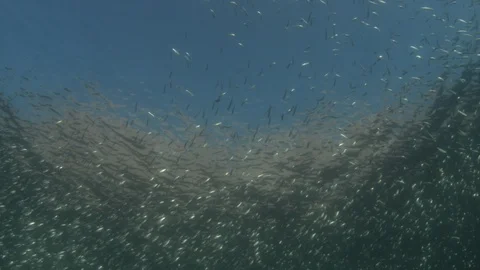 Flatiron Herring baitball. Stock Footage 101417854