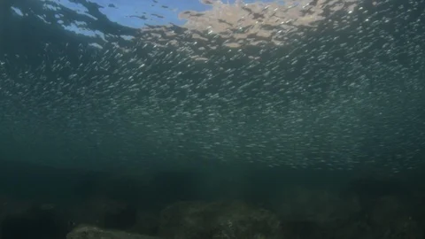 Flatiron Herring baitball. Stock Footage 101417861
