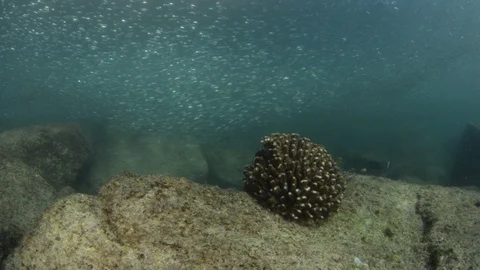 Flatiron Herring baitball. Stock Footage 101417864