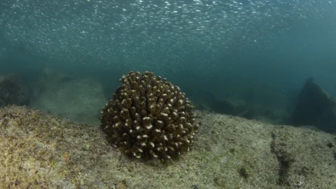 Flatiron Herring baitball. Stock Footage 101417875