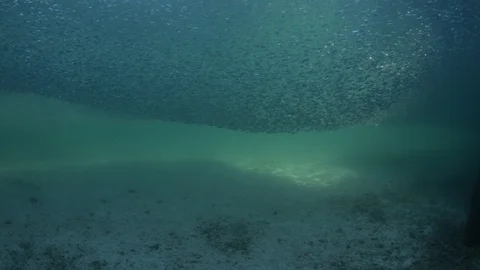 Flatiron Herring baitball. Stock Footage 101417883