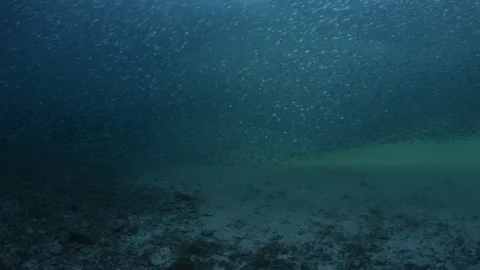 Flatiron Herring baitball. Stock Footage 101417895