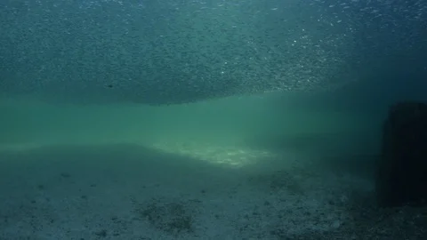 Flatiron Herring baitball. Stock Footage 101417900