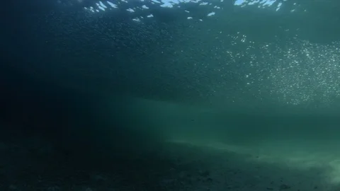 Flatiron Herring baitball. Stock Footage 101417942