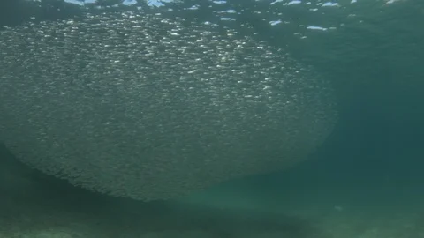 Flatiron Herring baitball. Stock Footage 101417966