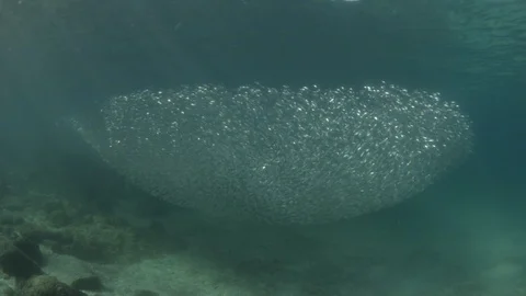 Flatiron Herring baitball. Stock Footage 101417981