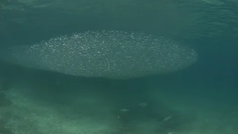 Flatiron Herring baitball. Stock Footage 101417999