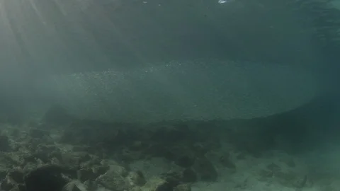 Flatiron Herring baitball. Stock Footage 101418052