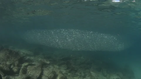 Flatiron Herring baitball. Stock Footage 101418062