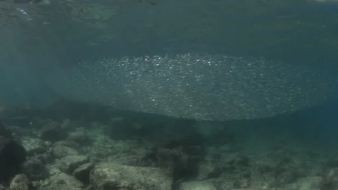 Flatiron Herring baitball. Stock Footage 101418103