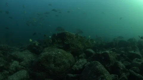 Flatiron Herring baitball. Stock Footage 101418108