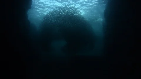 Flatiron Herring baitball. Stock Footage 101418135