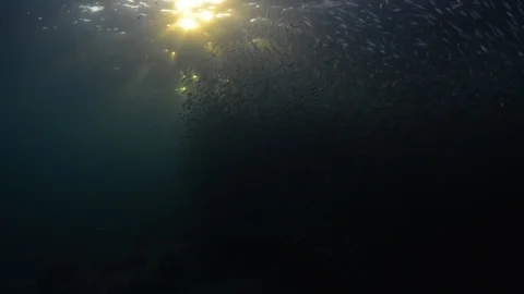 Flatiron Herring baitball. Stock Footage 101418180
