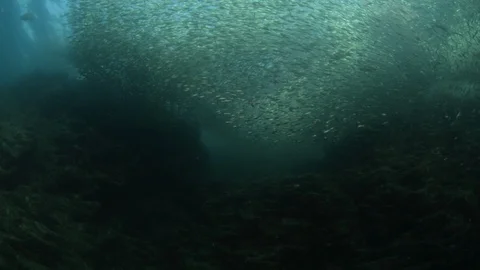 Flatiron Herring baitball. Stock Footage 101418189