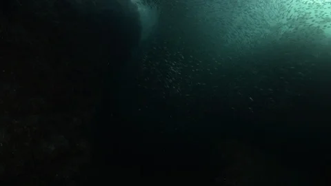 Flatiron Herring baitball. Stock Footage 101418191