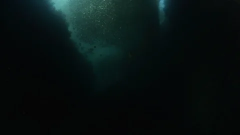 Flatiron Herring baitball. Stock Footage 101418205