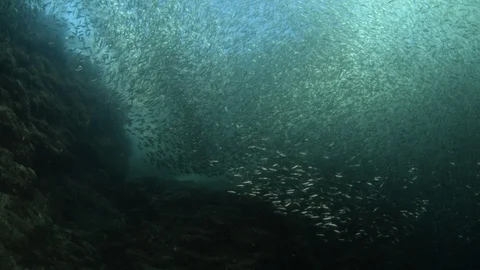 Flatiron Herring baitball. Stock Footage 101418214