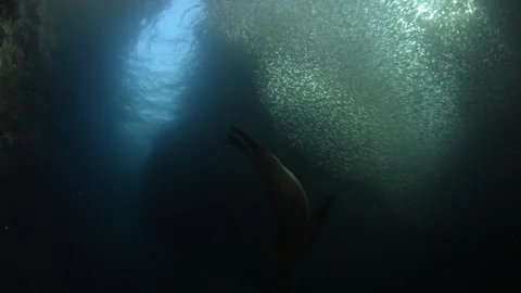 Flatiron Herring baitball. Stock Footage 101418223