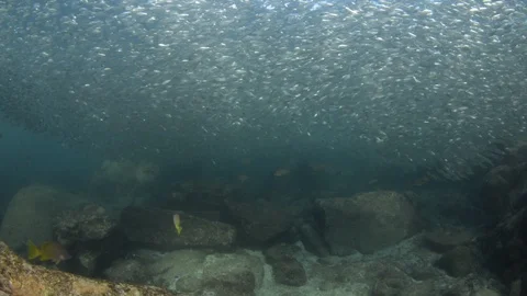 Flatiron Herring baitball. Stock Footage 101418241