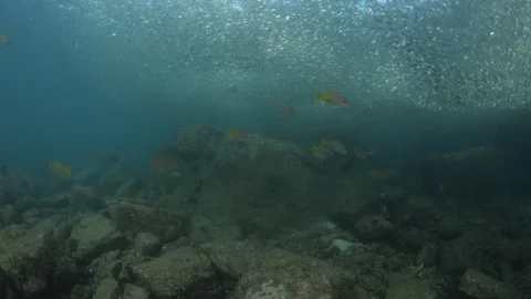 Flatiron Herring baitball. Stock Footage 101418255